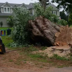 Tree Removal