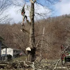 Tree Removal