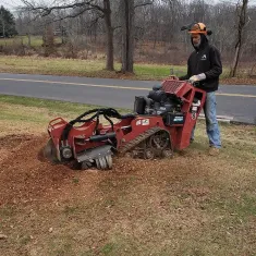 Tree Removal