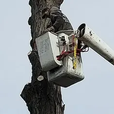 Tree Removal