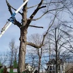 Tree Removal