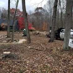 Tree Removal