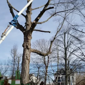 Tree Removal Tree Removal