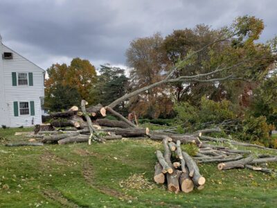 Tree Services Tree Services